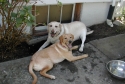 tyler, dakota, yellow lab